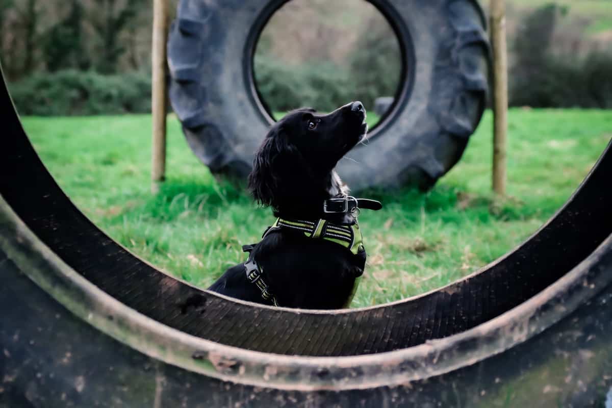 Dog Agility Exeter, Budleigh, Exmouth, Newton Abbot, Torquay, Honiton