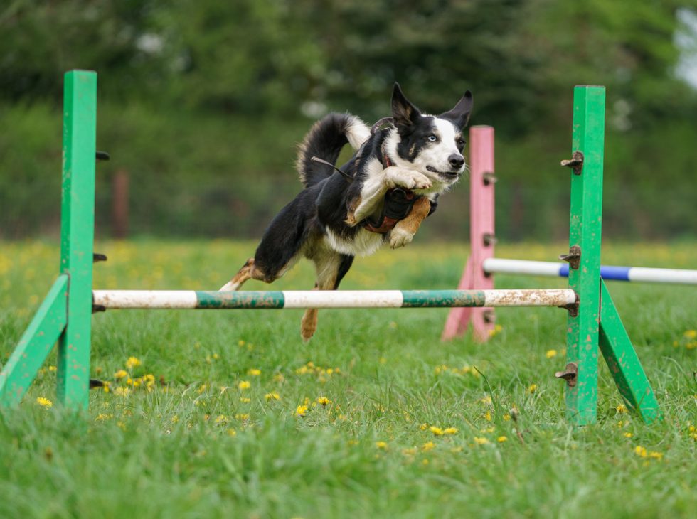 Dog Agility Exeter, Budleigh, Exmouth, Newton Abbot, Torquay, Honiton