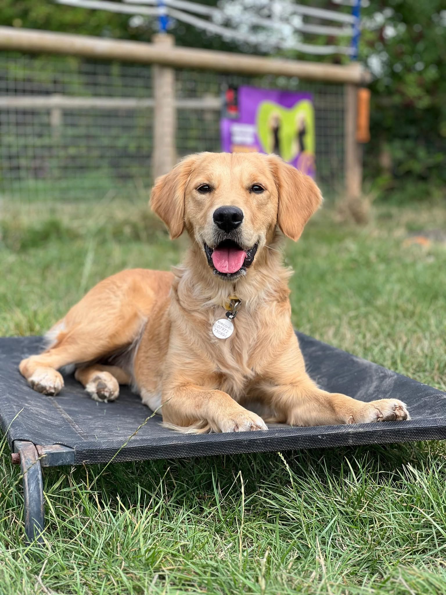 dog agilityExeter Budleigh Exmouth Newton Abbot Torquay Honiton Sidmouth Plymouth